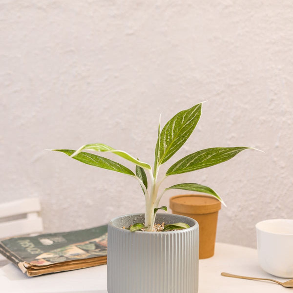 KENAZ - Aglaonema Snow White