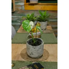 KENAZ - Monstera Thai planta natural