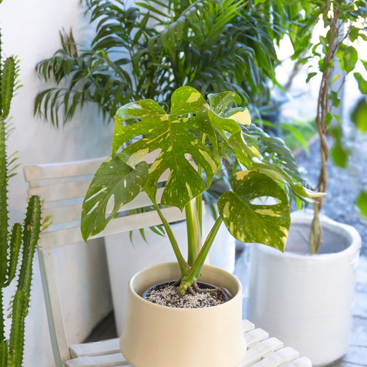 KENAZ - Monstera Thai planta natural