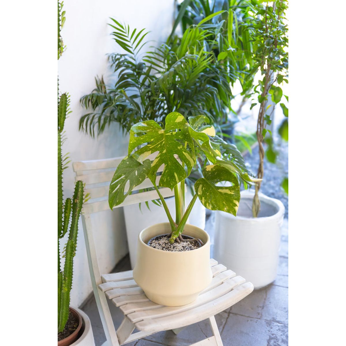 KENAZ - Monstera Thai planta natural