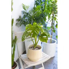 KENAZ - Monstera Thai planta natural