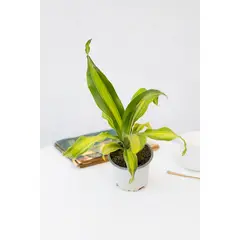 KENAZ - Palo Brasil o Palo de agua Dracena Fragans Gold Cord