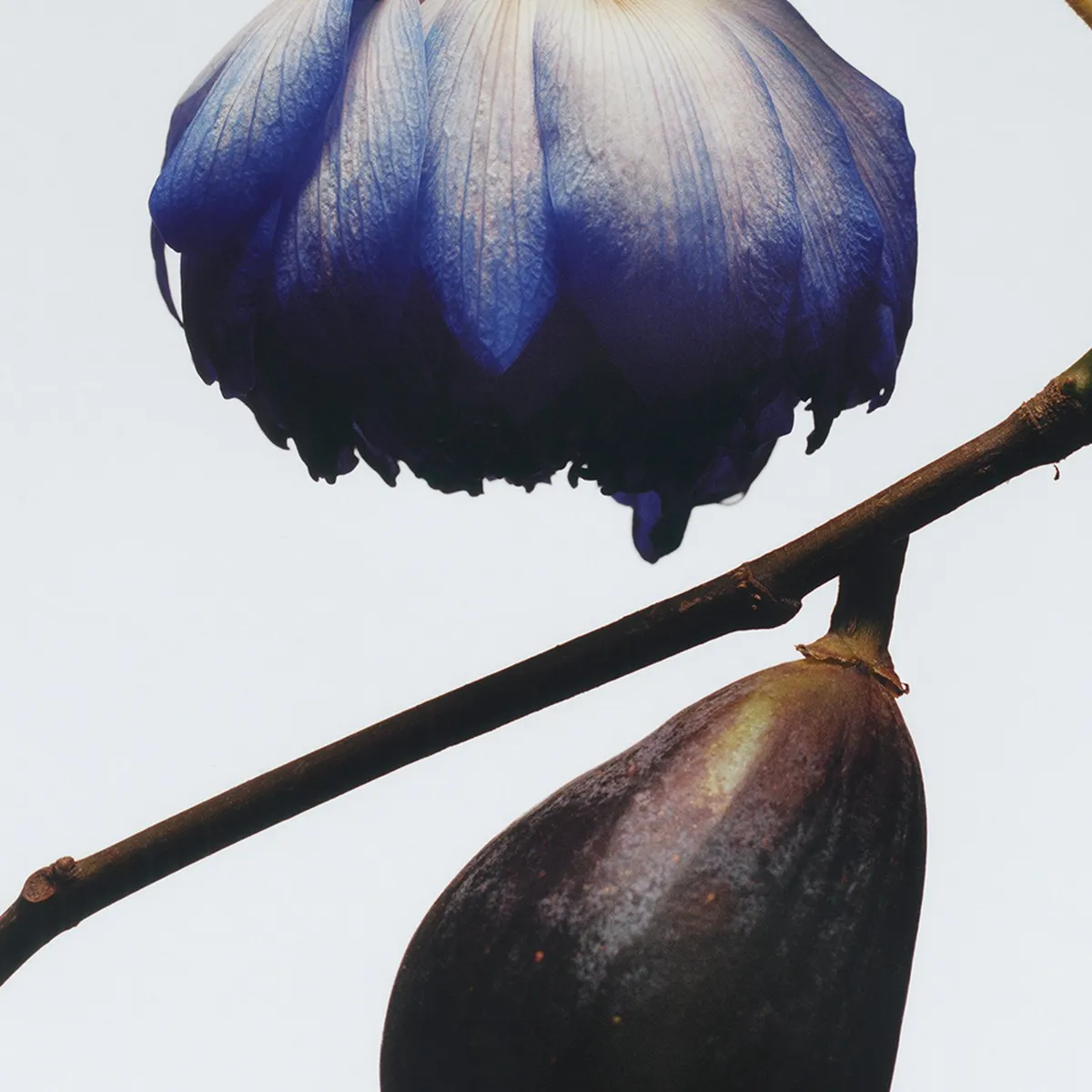 JO MALONE LONDON - Cologne Fig Lotus and Flower 30 ml Jo Malone London