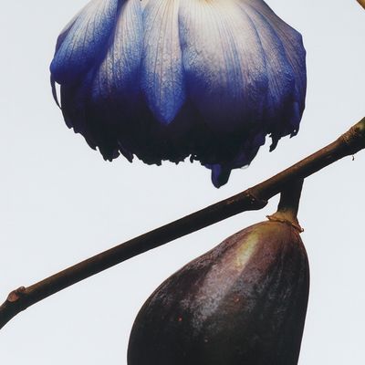 Imagen 2 del producto Cologne Fig Lotus and Flower 30 ml