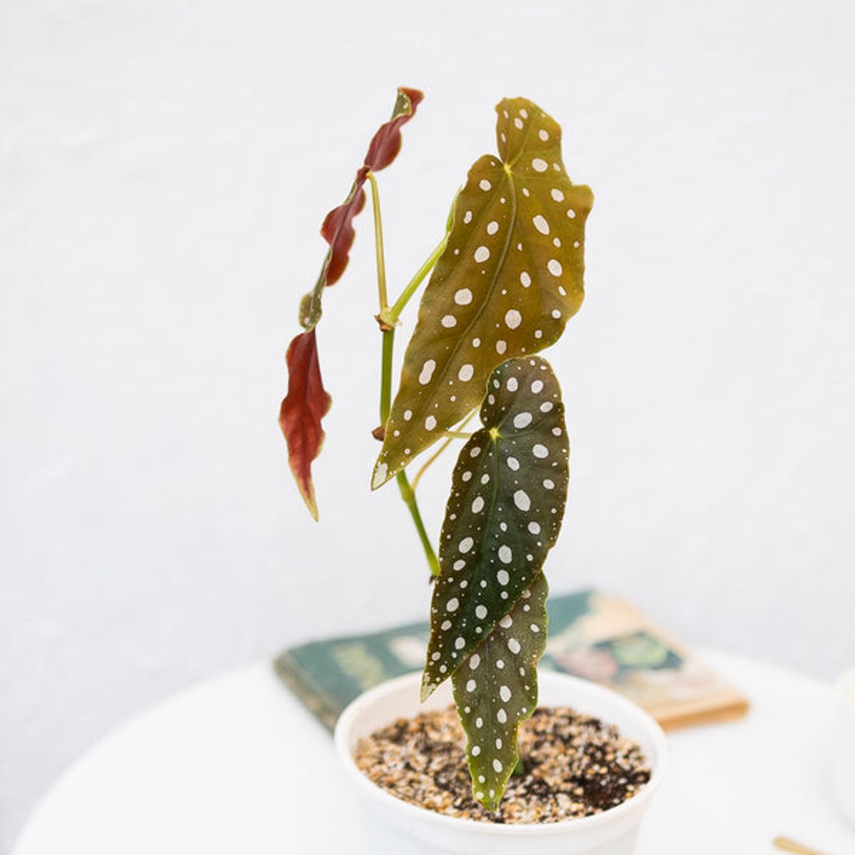 KENAZ - Begonia Maculata planta natural