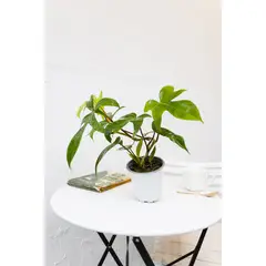 KENAZ - Filodendro Florida planta natural