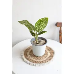 KENAZ - Dieffenbachia Reflector