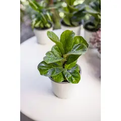 KENAZ - Ficus Lyrata Mini Bambino