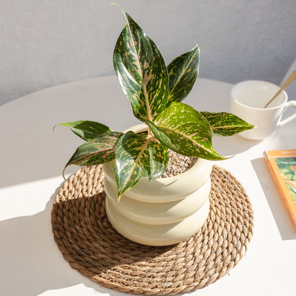 KENAZ - Aglaonema Pink Butterfly