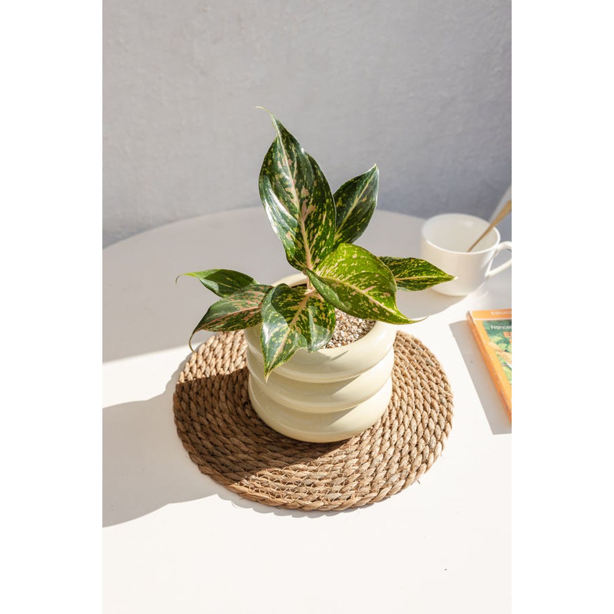 KENAZ - Aglaonema Pink Butterfly