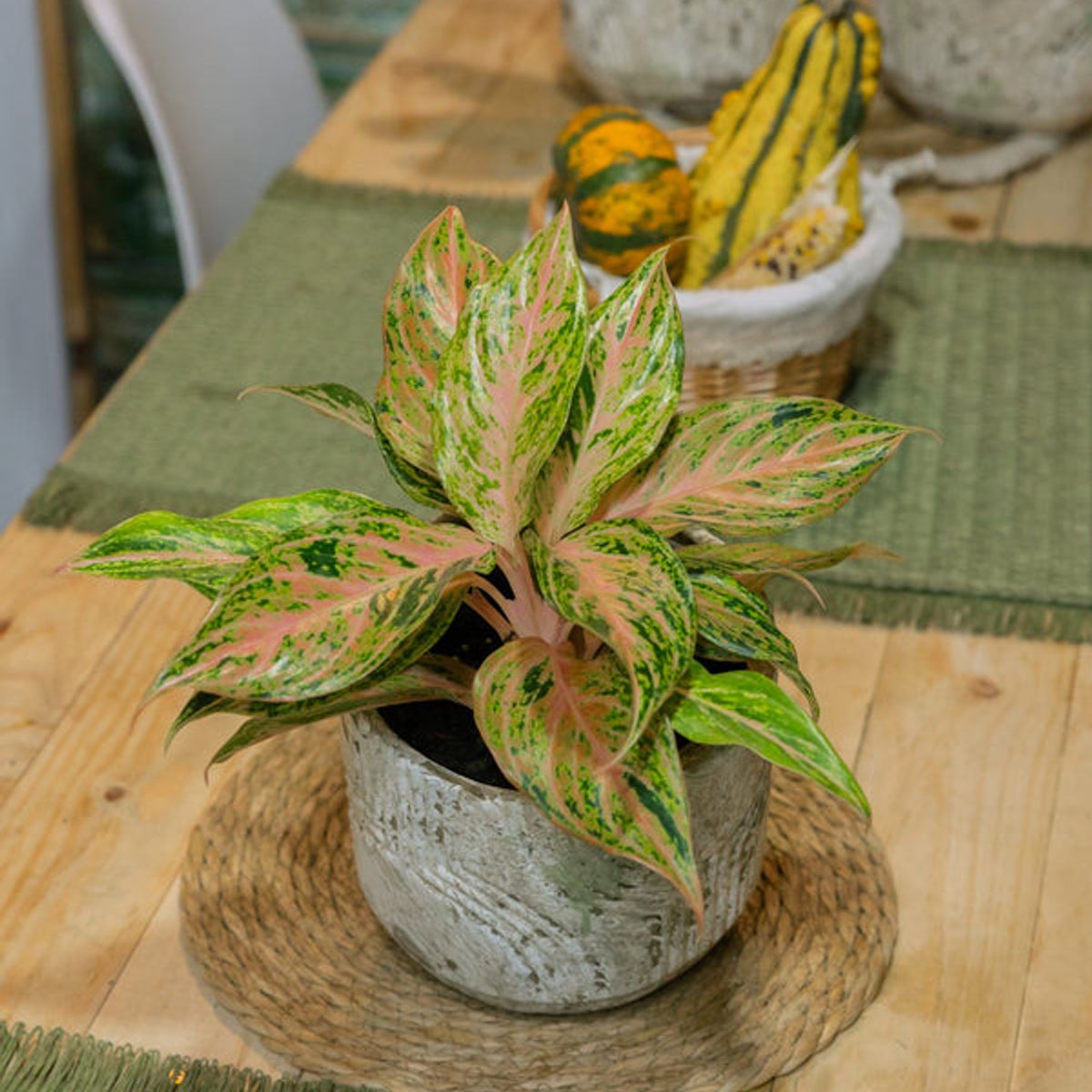 KENAZ - Aglaonema Pink Butterfly