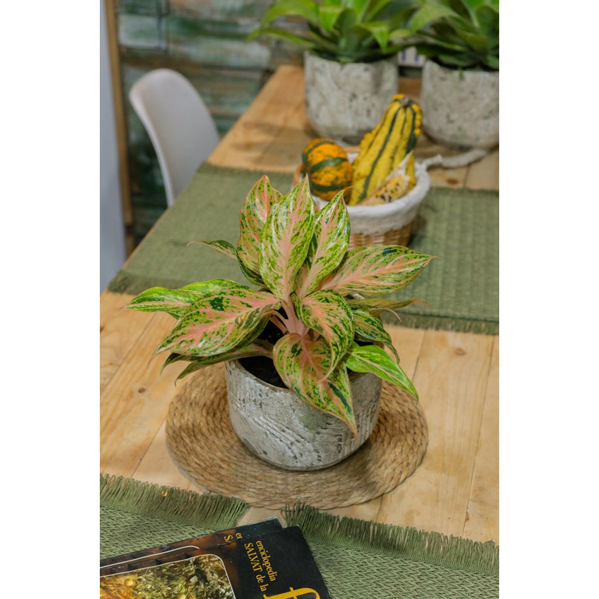 KENAZ - Aglaonema Pink Butterfly