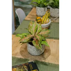 KENAZ - Aglaonema Pink Butterfly