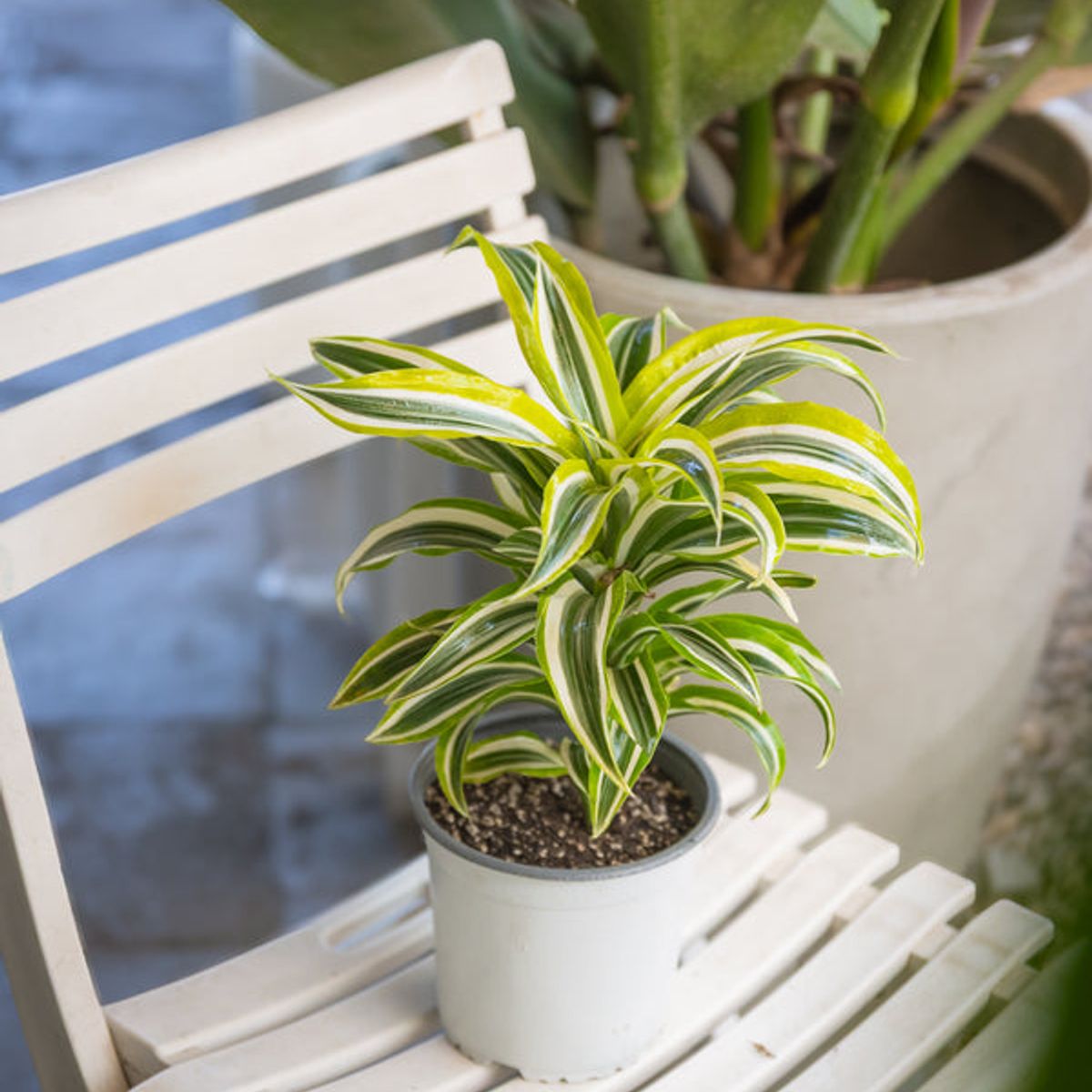 KENAZ - Dracena Helicoidal planta natural