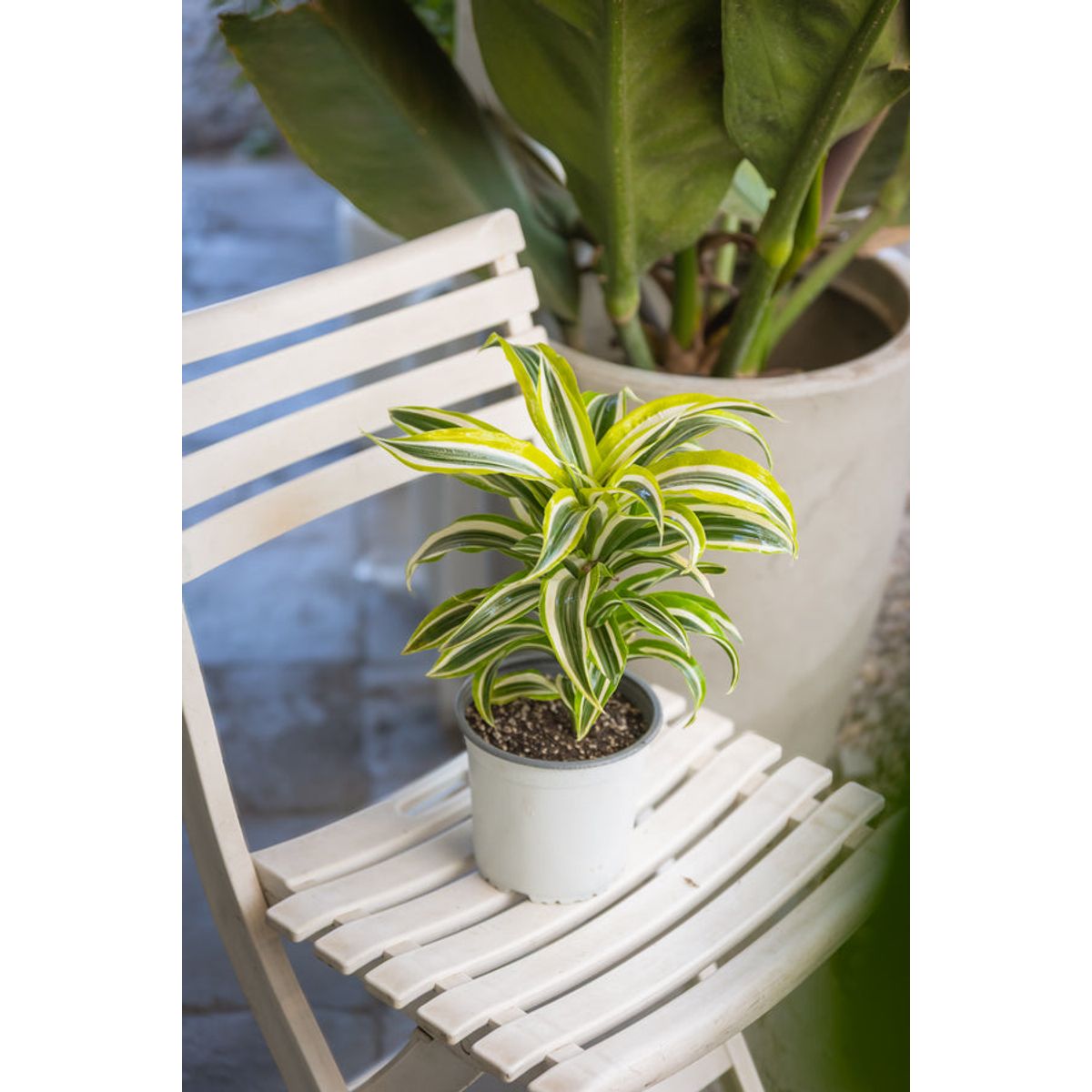 KENAZ - Dracena Helicoidal planta natural