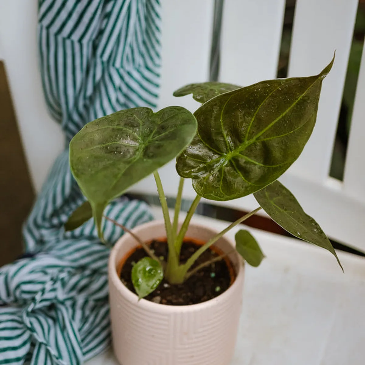 KENAZ - Alocasia Wentii planta natural