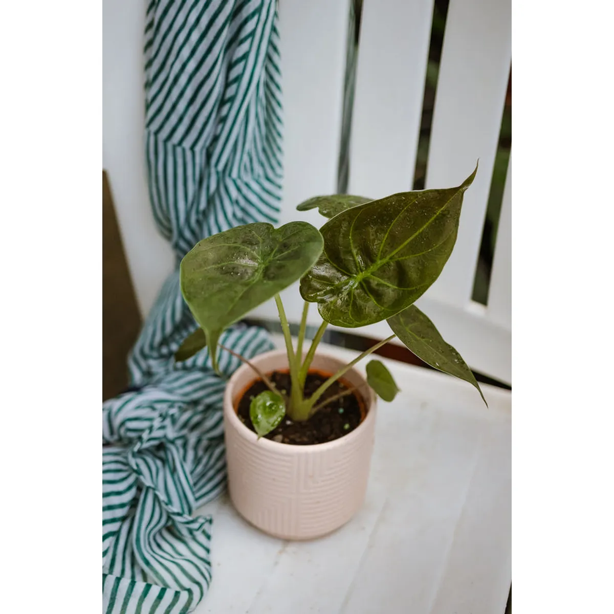 KENAZ - Alocasia Wentii planta natural