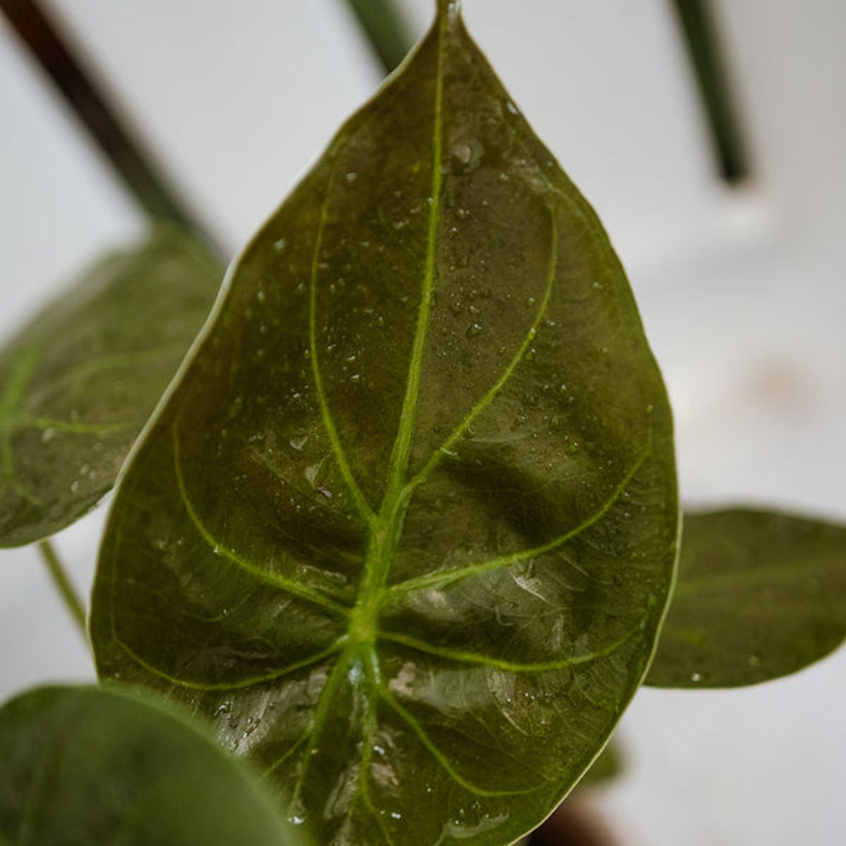 KENAZ - Alocasia Wentii planta natural