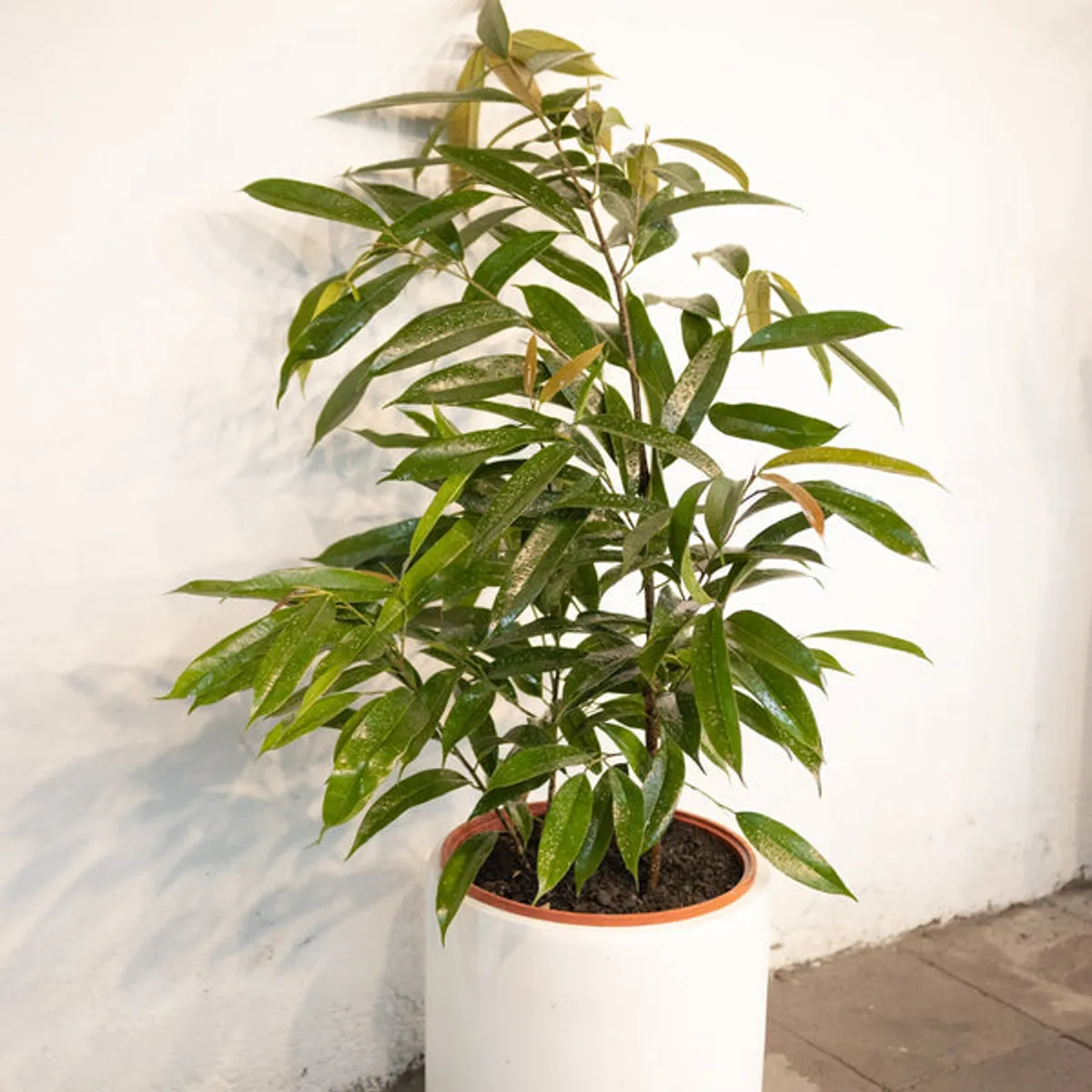 KENAZ - Ficus Alli planta natural
