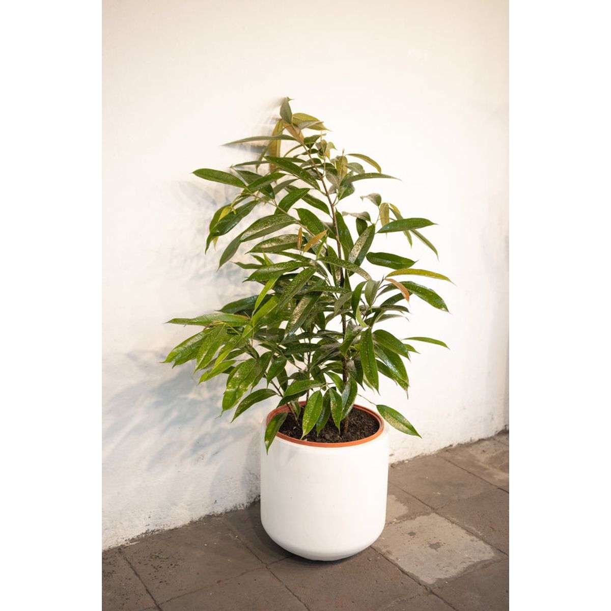 KENAZ - Ficus Alli planta natural