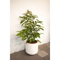 KENAZ - Ficus Alli planta natural