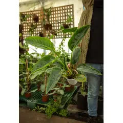 KENAZ - Filodendro Millions planta natural