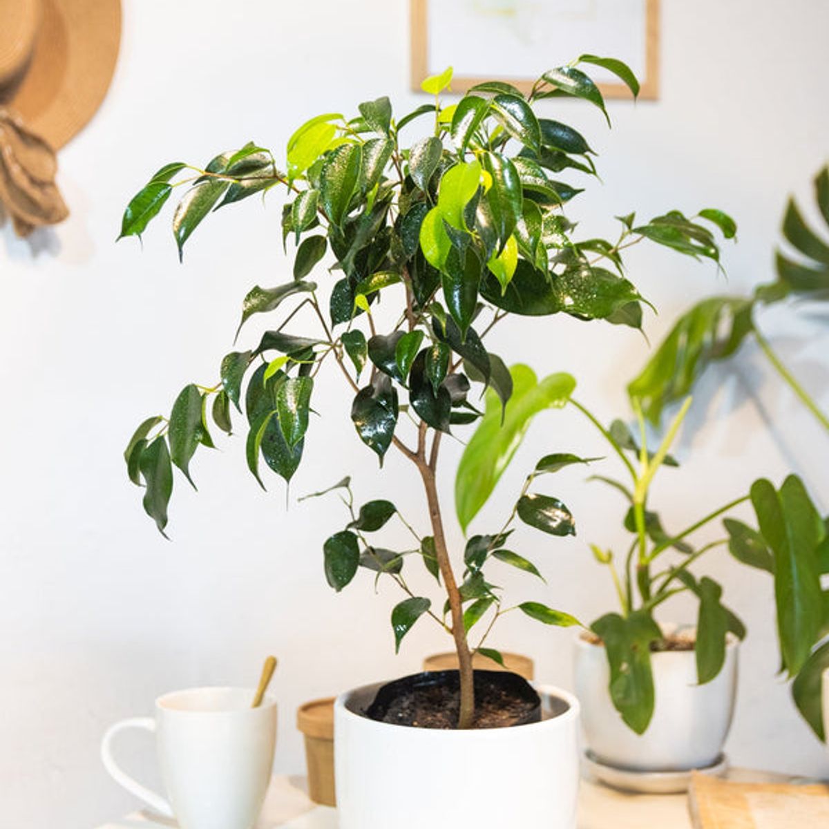 KENAZ - Ficus Benjamina planta natural