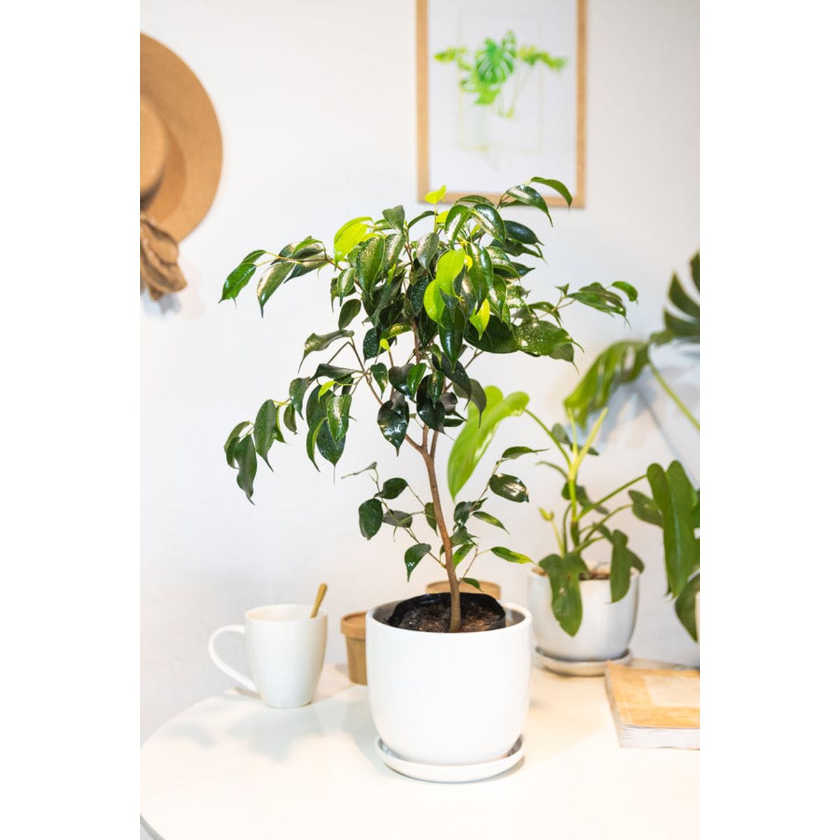 KENAZ - Ficus Benjamina planta natural