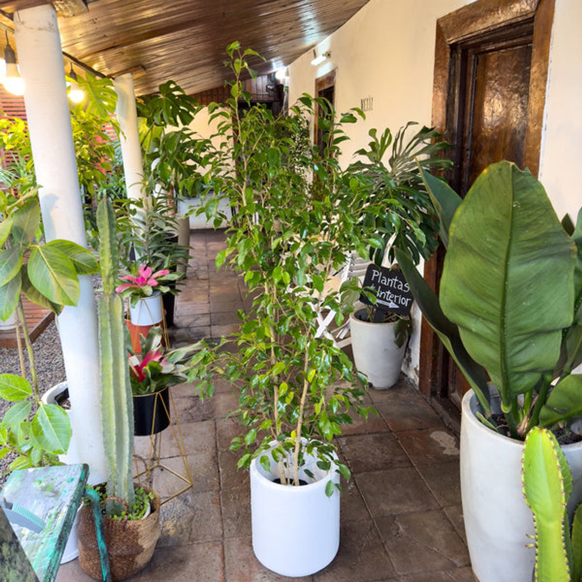 KENAZ - Ficus Benjamina planta natural