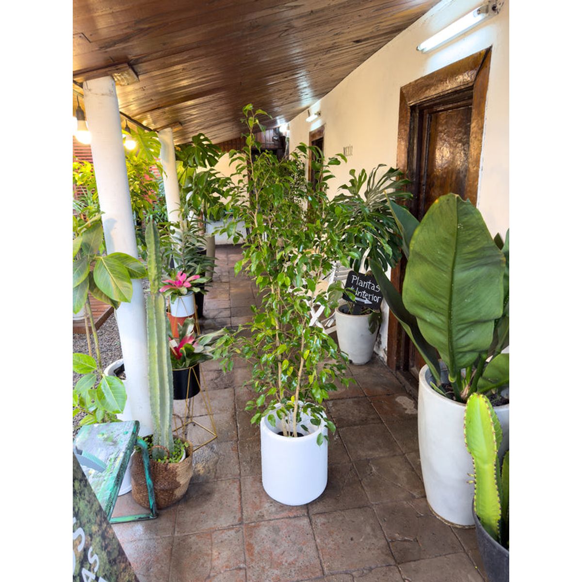 KENAZ - Ficus Benjamina planta natural