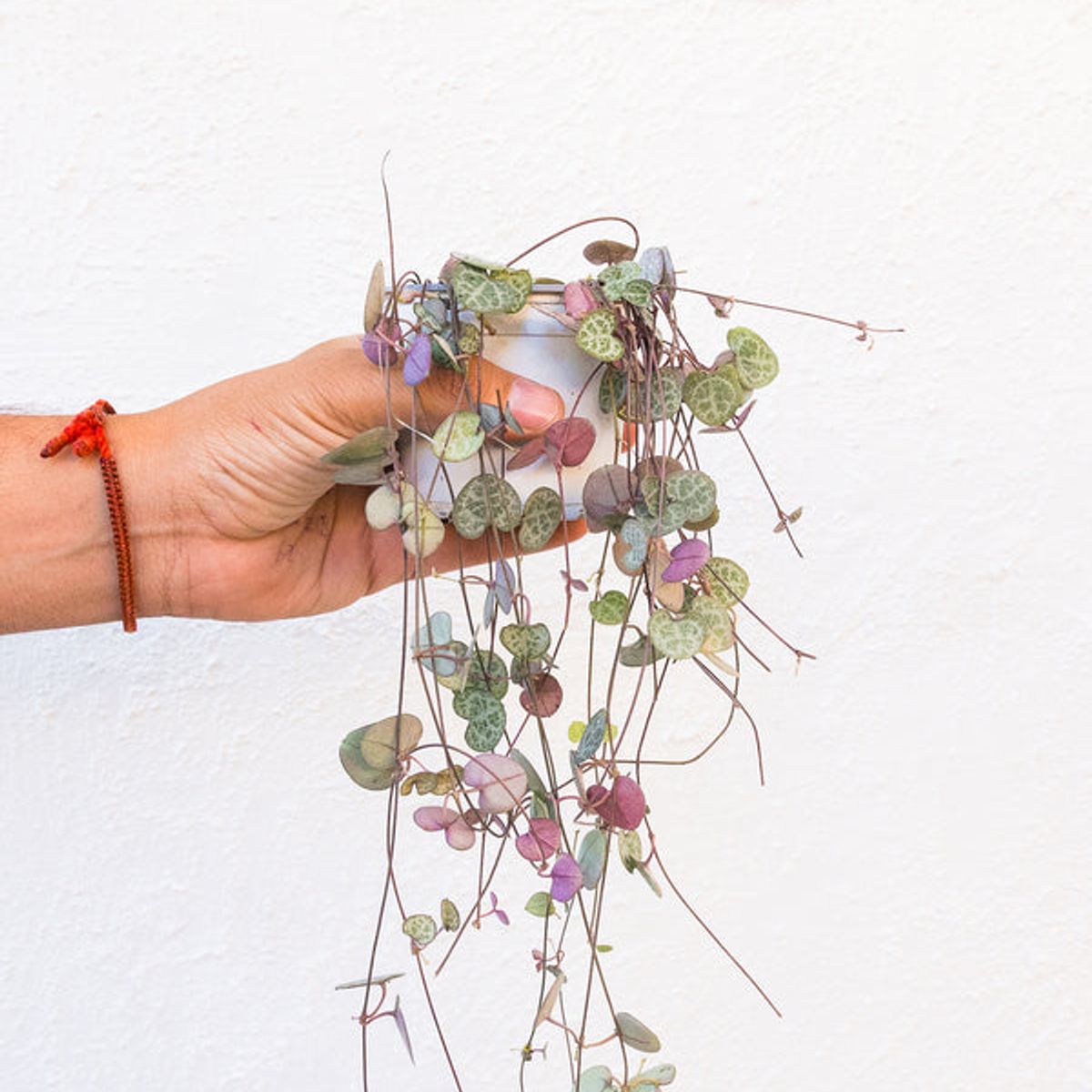 KENAZ - Ceropegia woodi planta natural