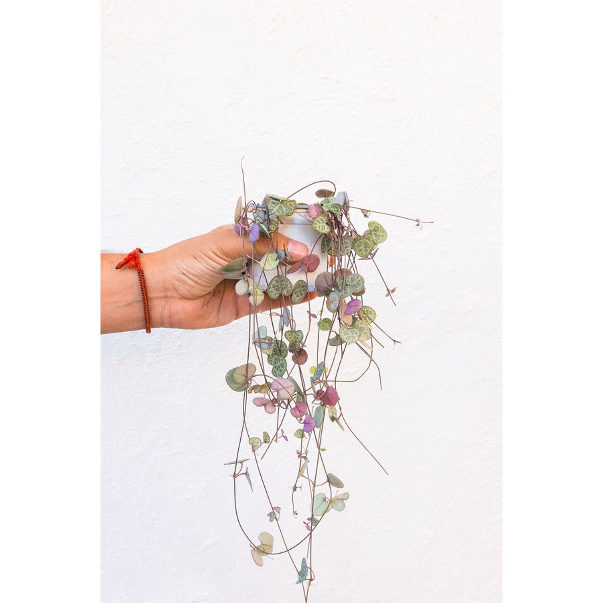 KENAZ - Ceropegia woodi planta natural