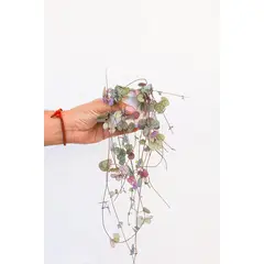 KENAZ - Ceropegia woodi planta natural