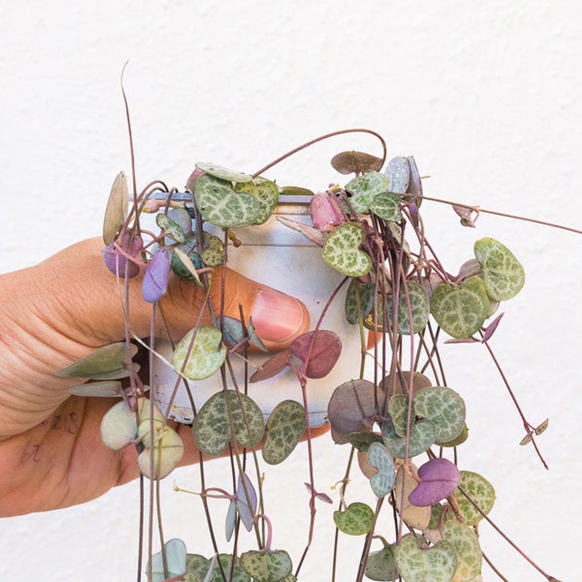 KENAZ - Ceropegia woodi planta natural