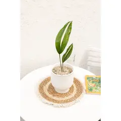 KENAZ - Aspidistra planta natural