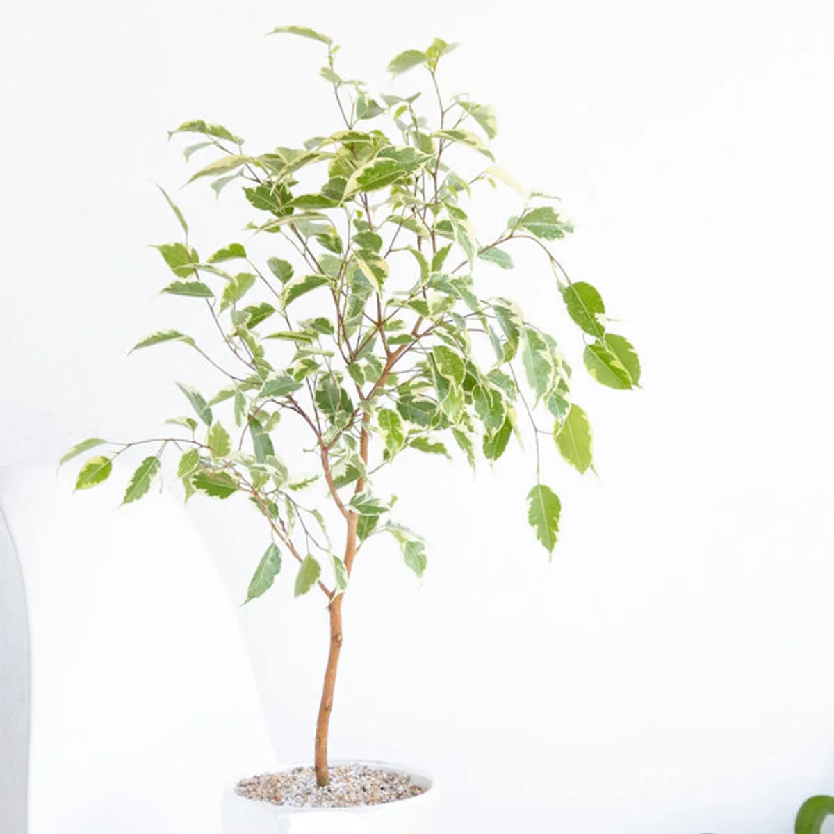 KENAZ - Ficus Hawái planta natural