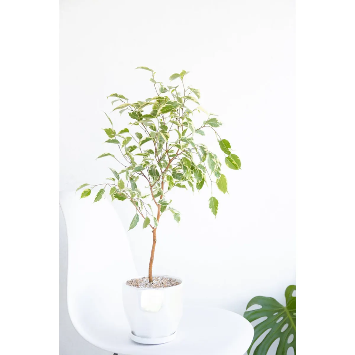 KENAZ - Ficus Hawái planta natural