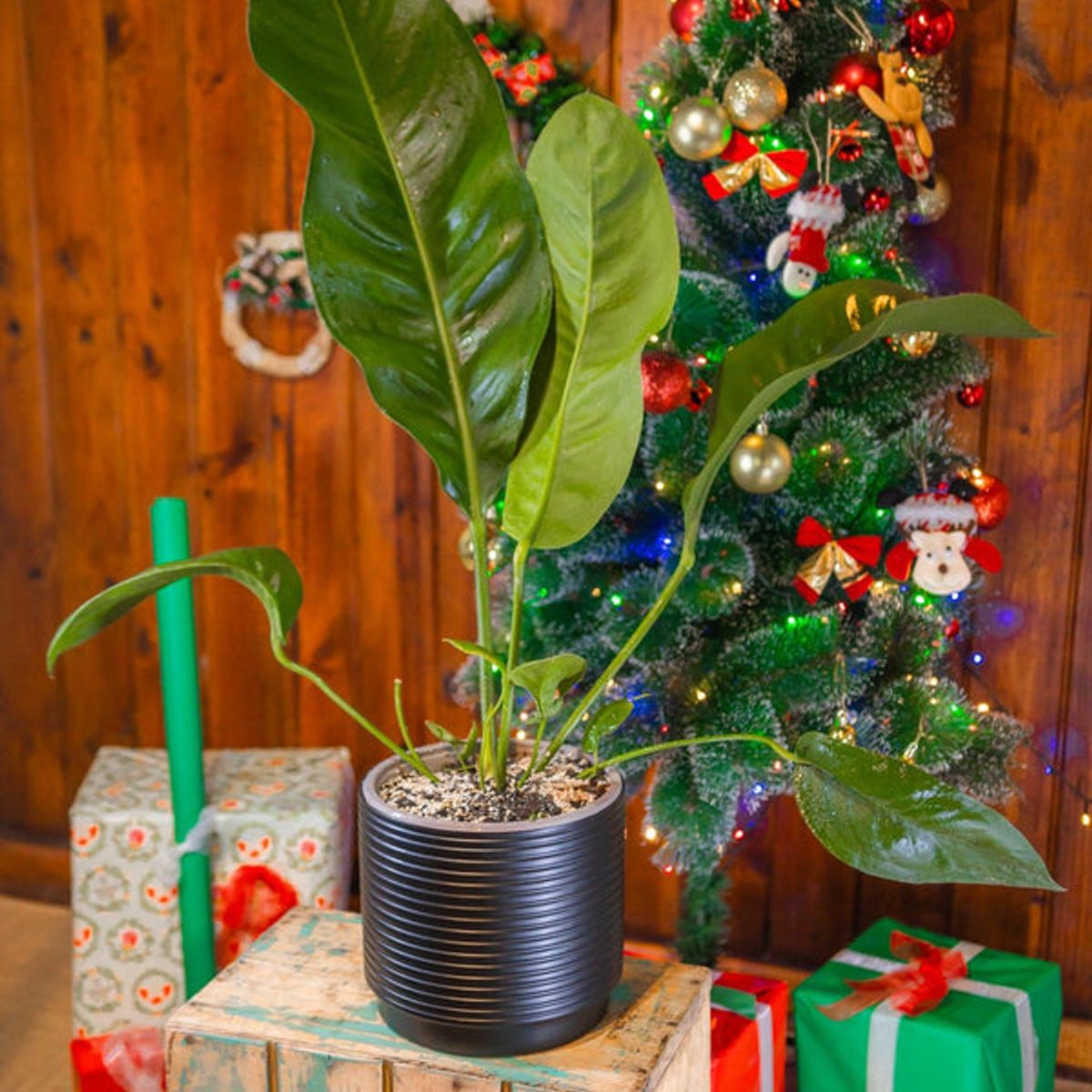 KENAZ - Anturio Coriaceum planta natural