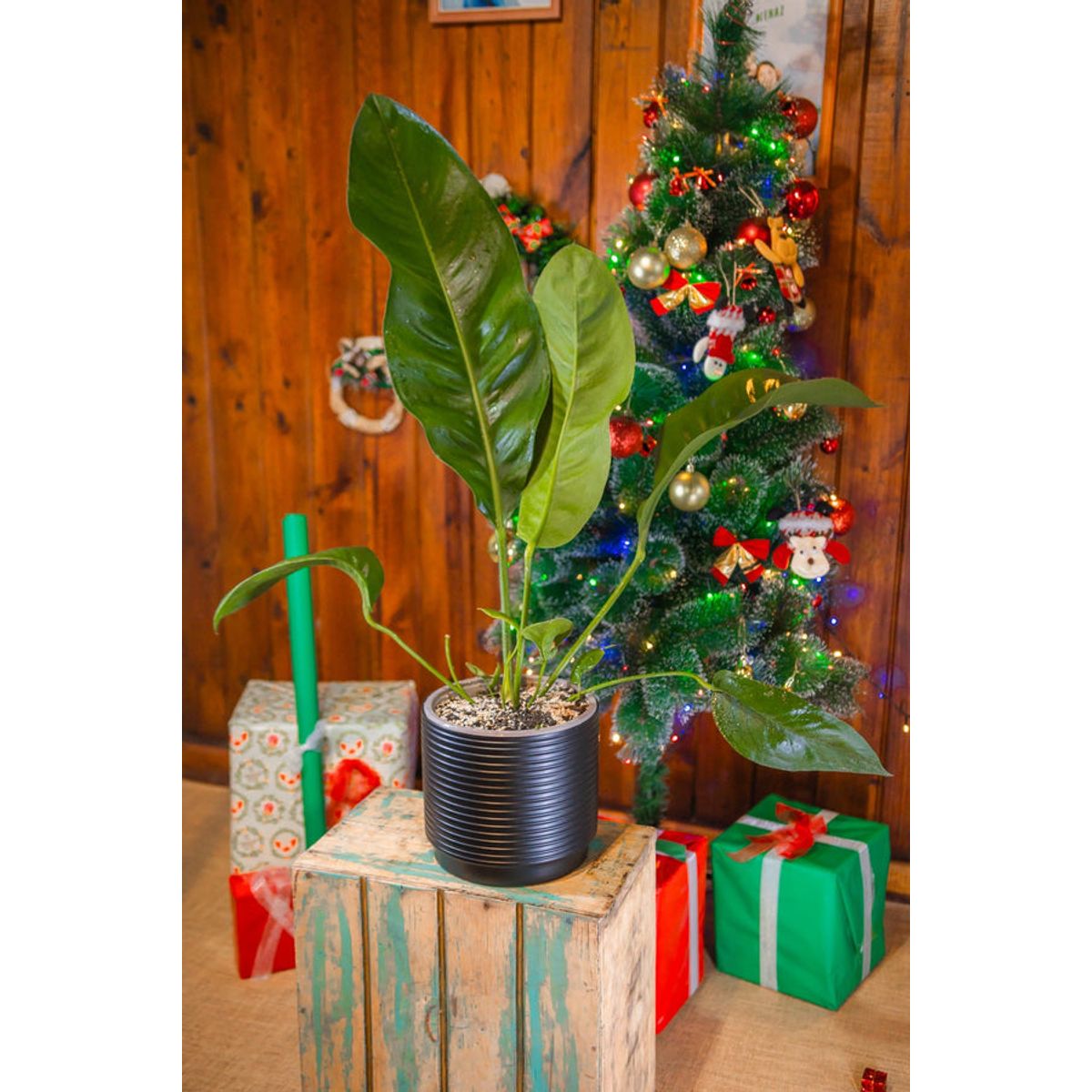 KENAZ - Anturio Coriaceum planta natural