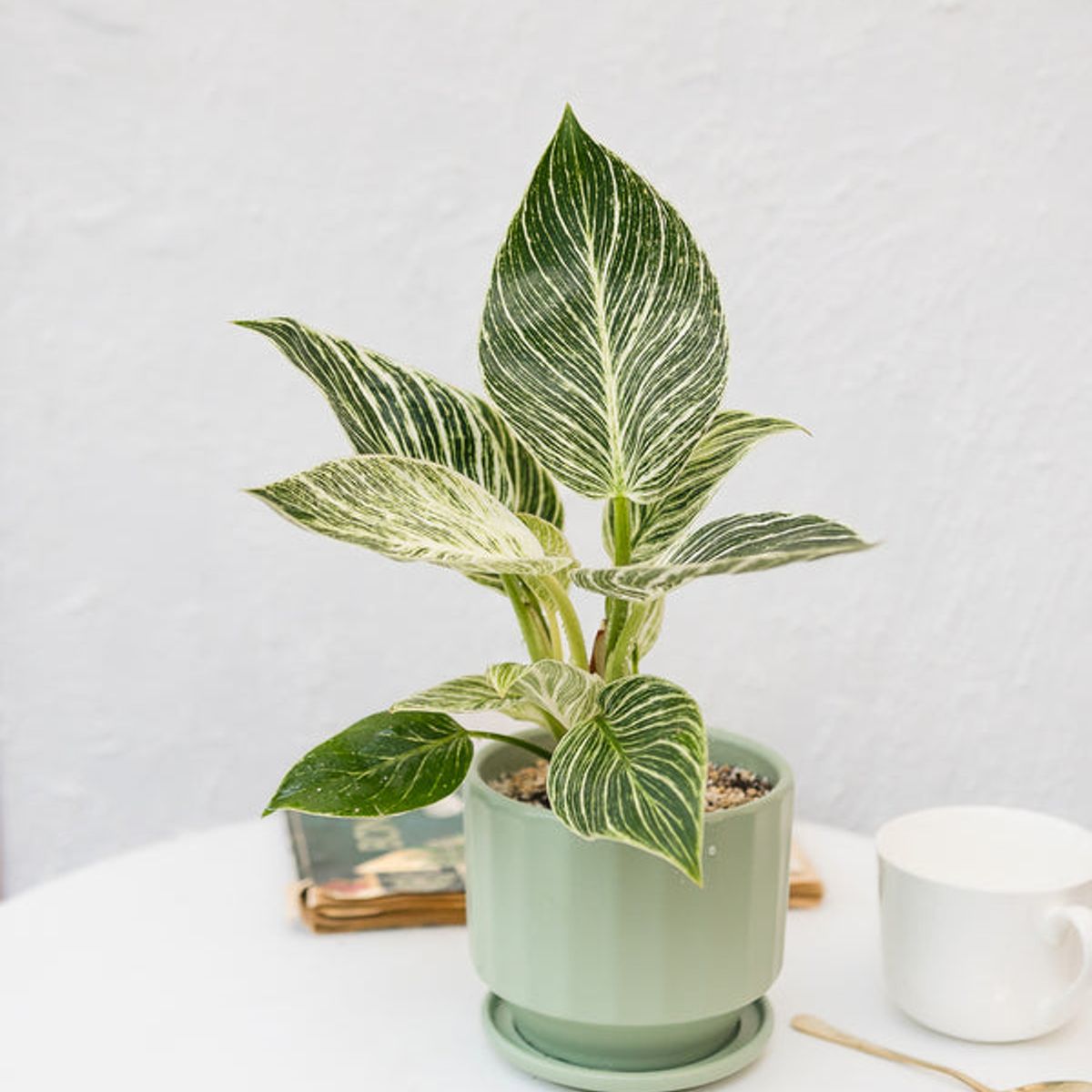 KENAZ - Filodendro Birkin planta natural