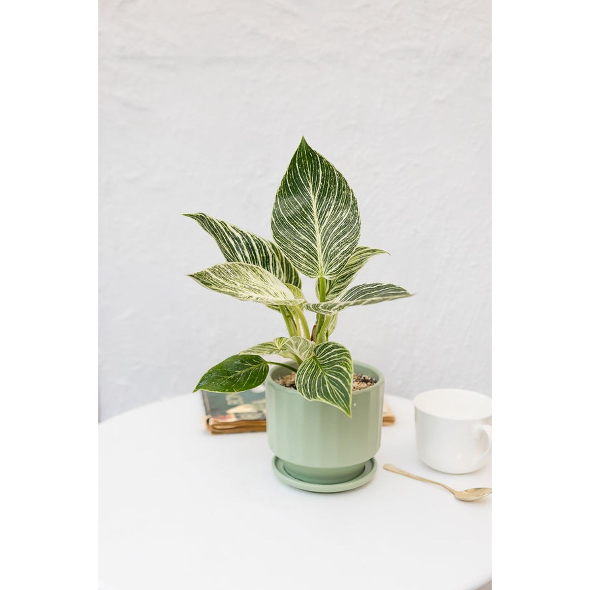 KENAZ - Filodendro Birkin planta natural