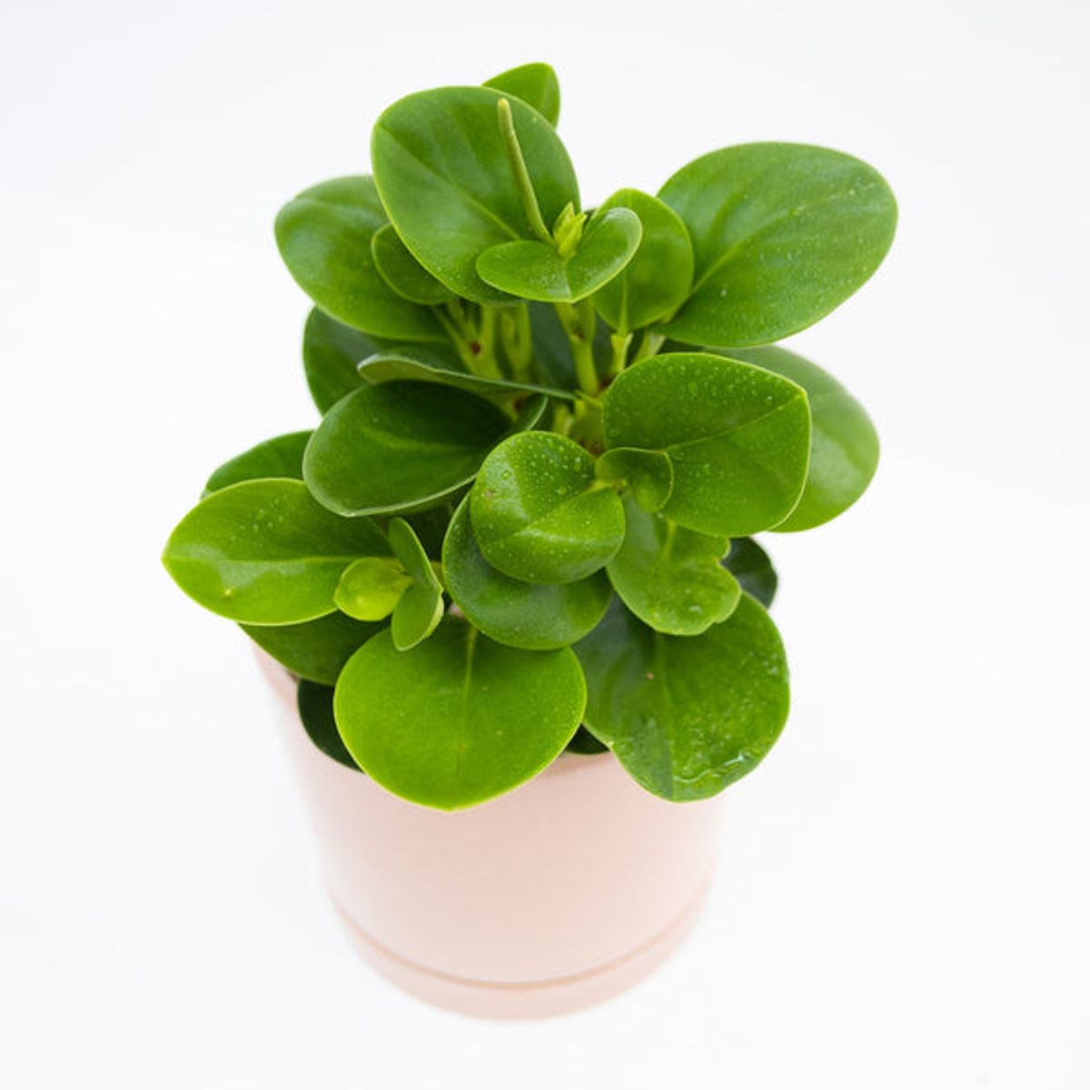 KENAZ - Peperomia obtusifolia