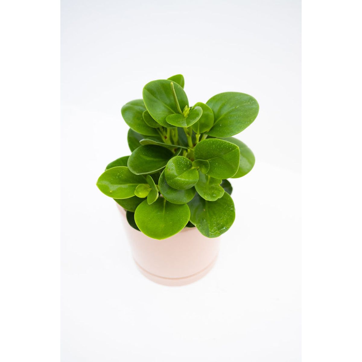 KENAZ - Peperomia obtusifolia
