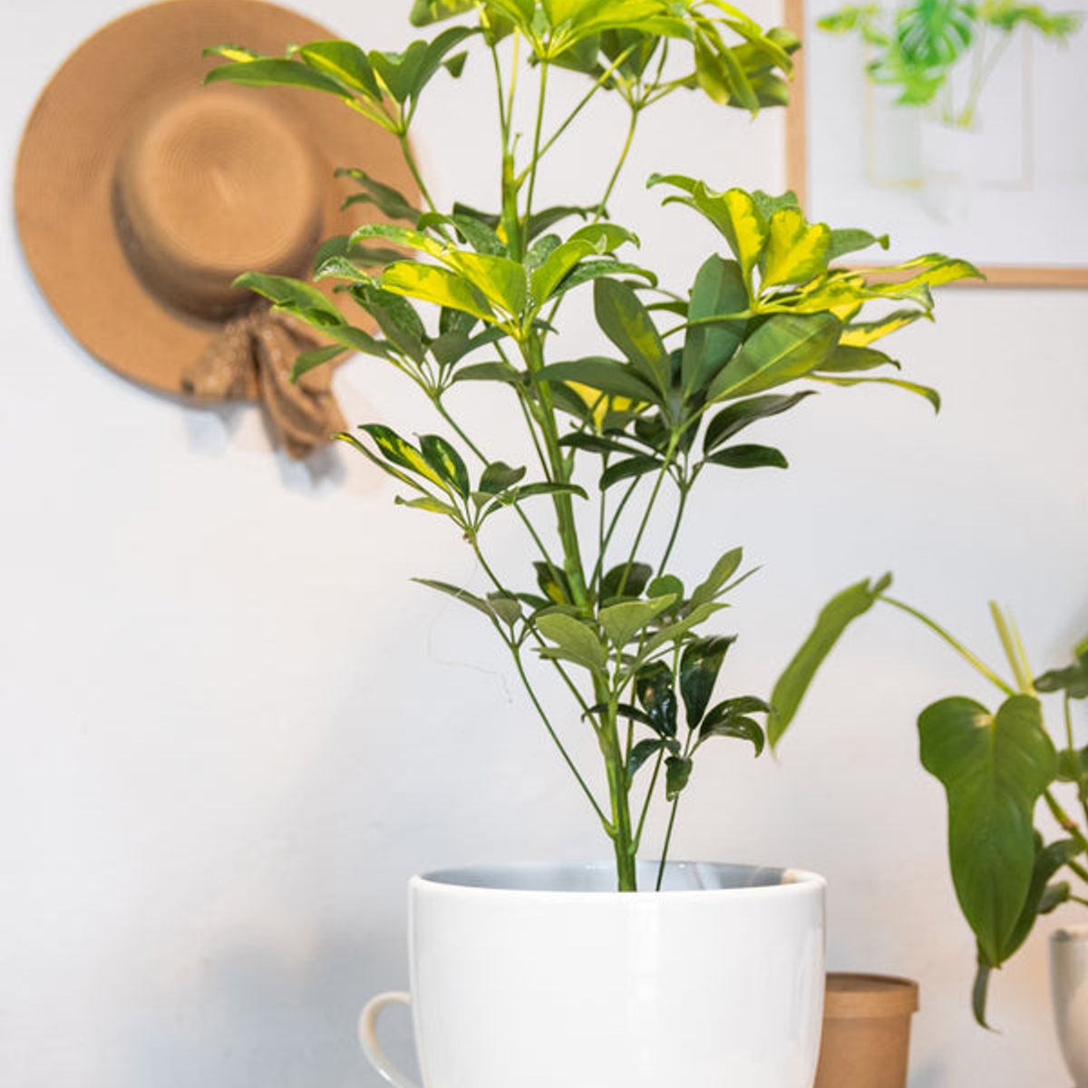 KENAZ - Schefflera planta natural