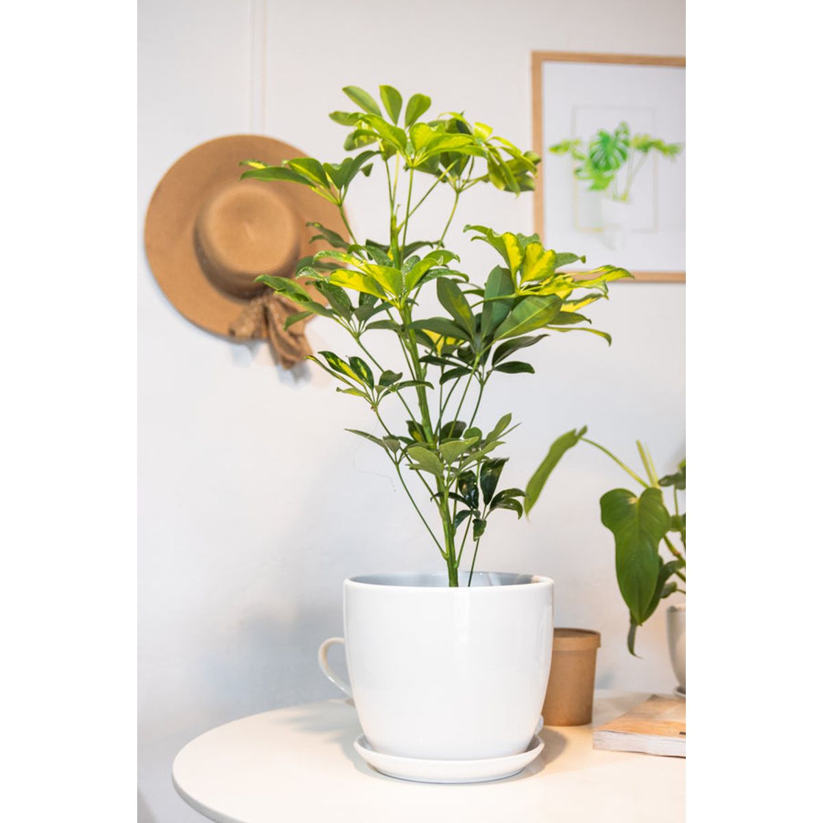 KENAZ - Schefflera planta natural