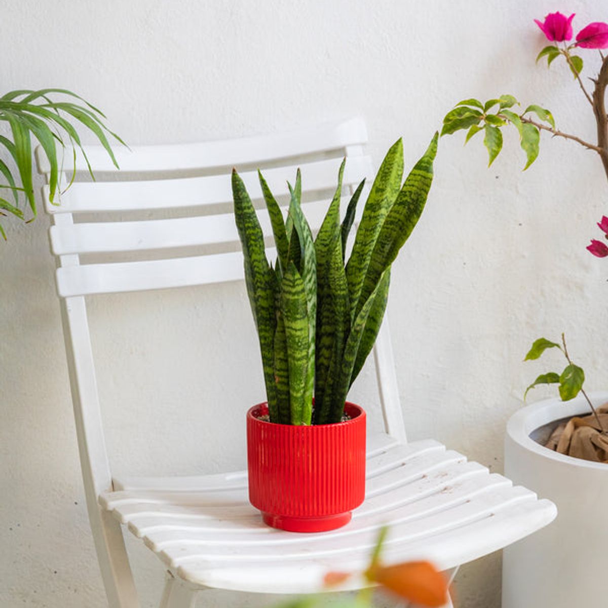 KENAZ - Sansevieria Zeylanica