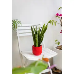 KENAZ - Sansevieria Zeylanica