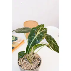 KENAZ - Alocasia Amazonica planta natural