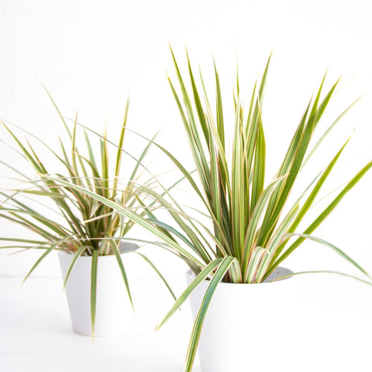 Dracena Marginata planta natural, marca KENAZ - Foto Principal