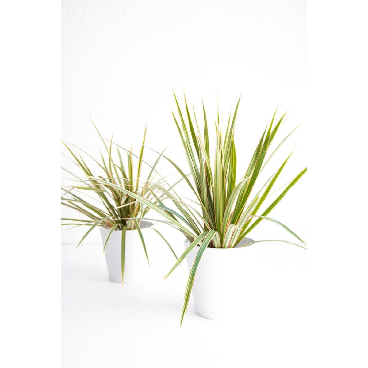 Dracena Marginata planta natural, marca KENAZ - Foto Principal